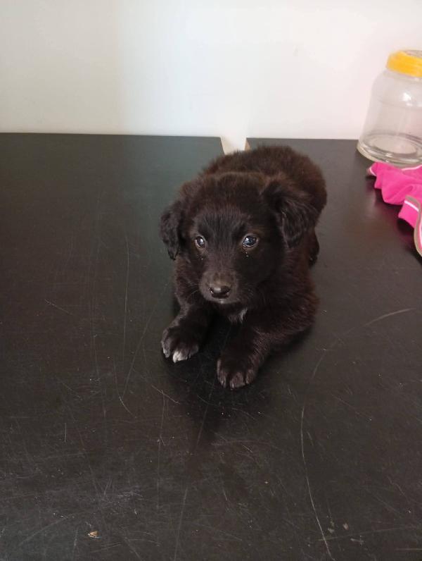 Holly Ciccio Libano e Ornella cuccioli Foto 3