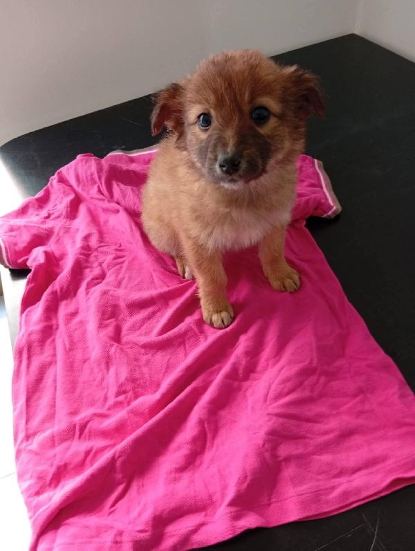 Holly Ciccio Libano e Ornella cuccioli Foto 4