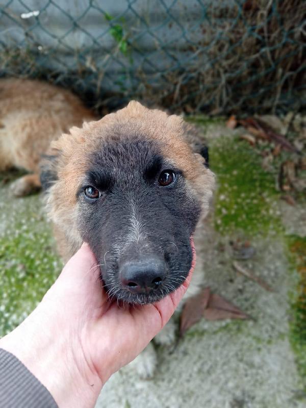 Tonino Sandrina e Marisella cuccioli  Foto 2