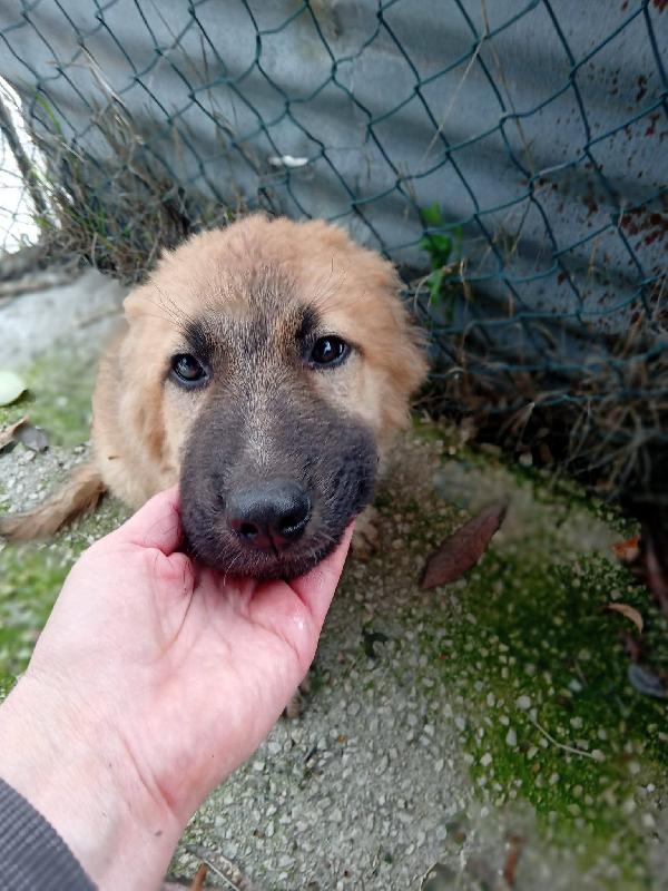 Tonino Sandrina e Marisella cuccioli  Foto 3