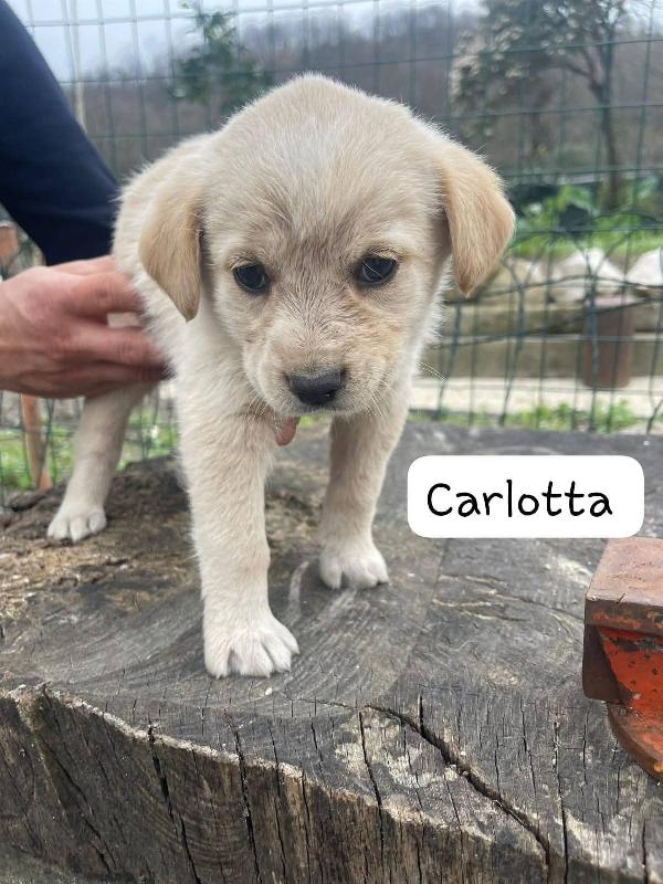 Cuccioli 2 Mesi Futura Taglia Media 