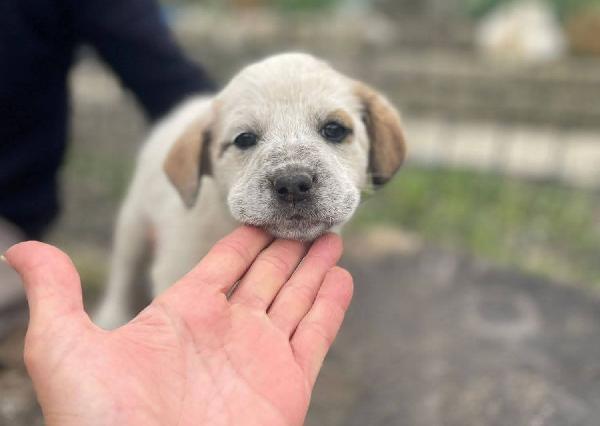 Cuccioli 2 mesi Futura taglia media  Foto 2