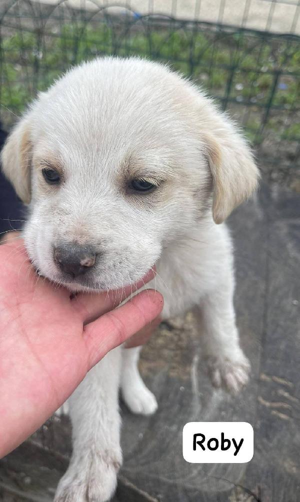 Cuccioli 2 mesi Futura taglia media  Foto 4