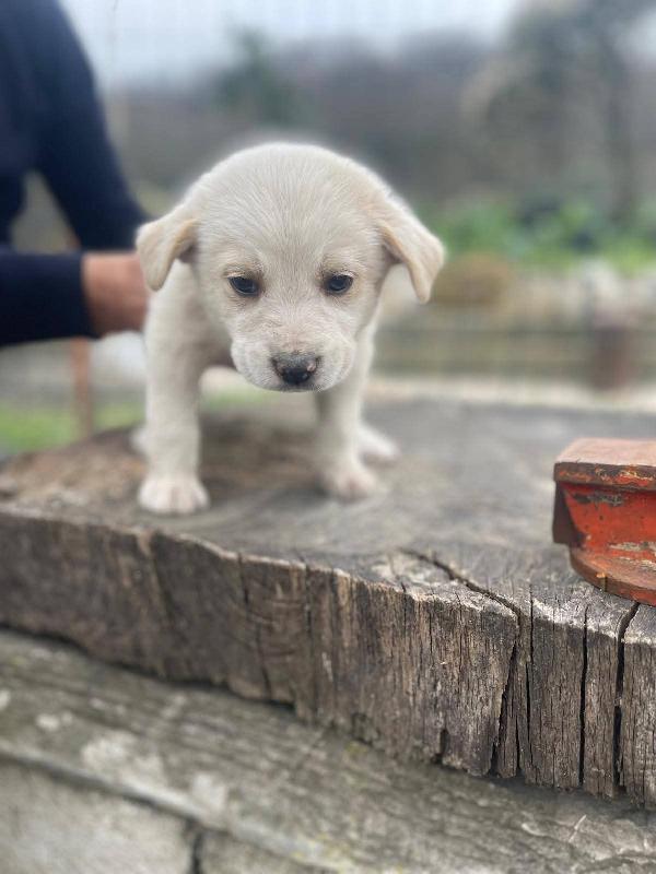 Cuccioli 2 mesi Futura taglia media  Foto 5