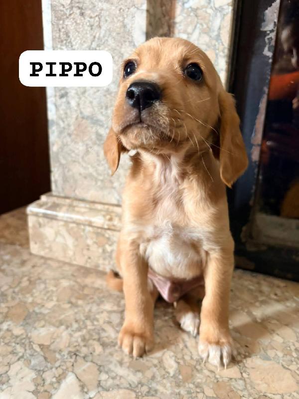 Cuccioli Futura Taglia Medio Piccola 