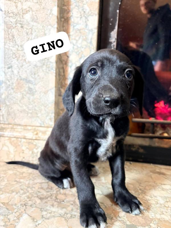 Cuccioli futura taglia medio piccola  Foto 2