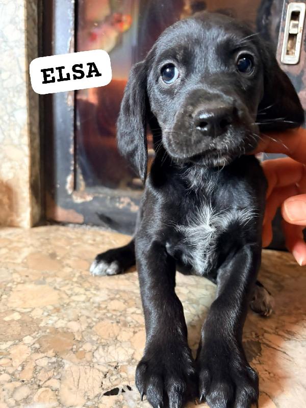 Cuccioli futura taglia medio piccola  Foto 3