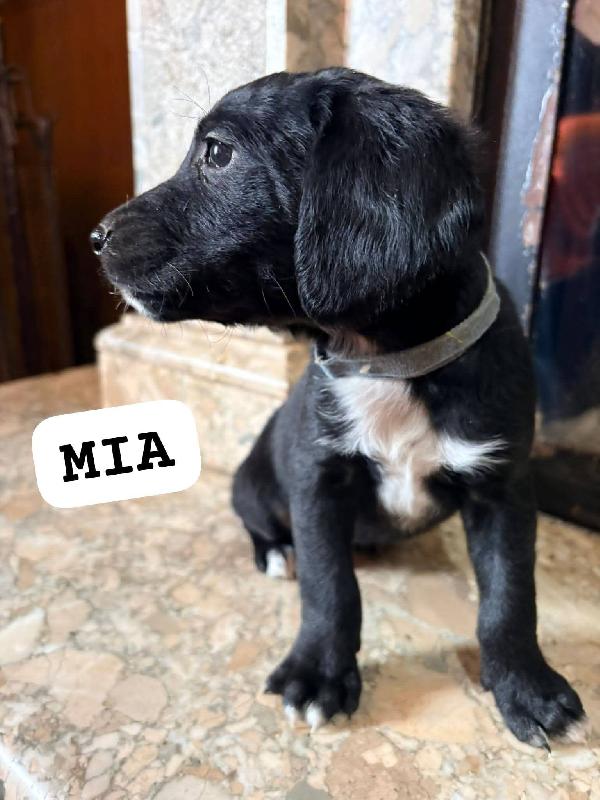 Cuccioli futura taglia medio piccola  Foto 4