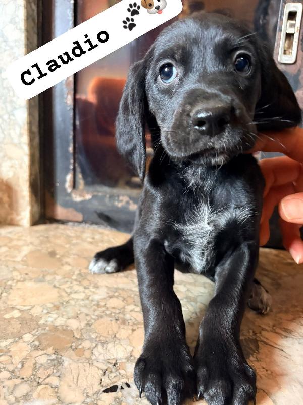 Cuccioli futura taglia medio piccola  Foto 5