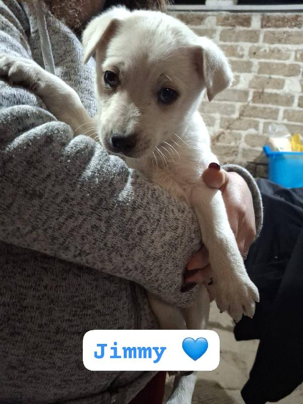 Diego e Jimmy cuccioli  Foto 2