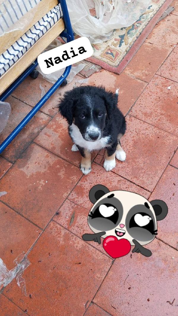 Betty e Nadia cucciole  Foto 2