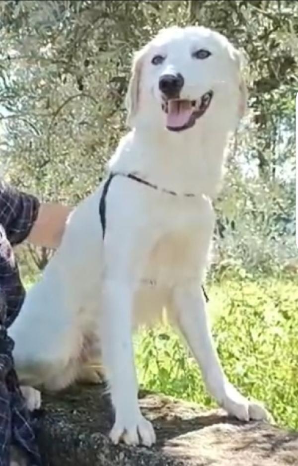 Terence/Noemi 4anni e 1/2 belli ed invisibili! CALABRIA Foto 5