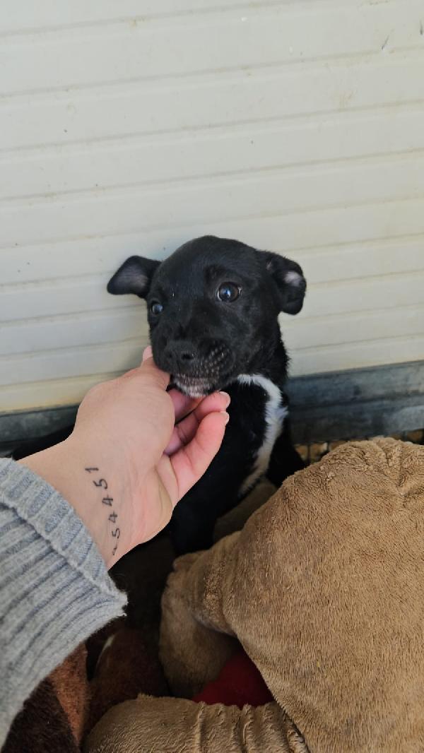 Corsica Dolce Splendida Cucciolina Cerca Casa 
