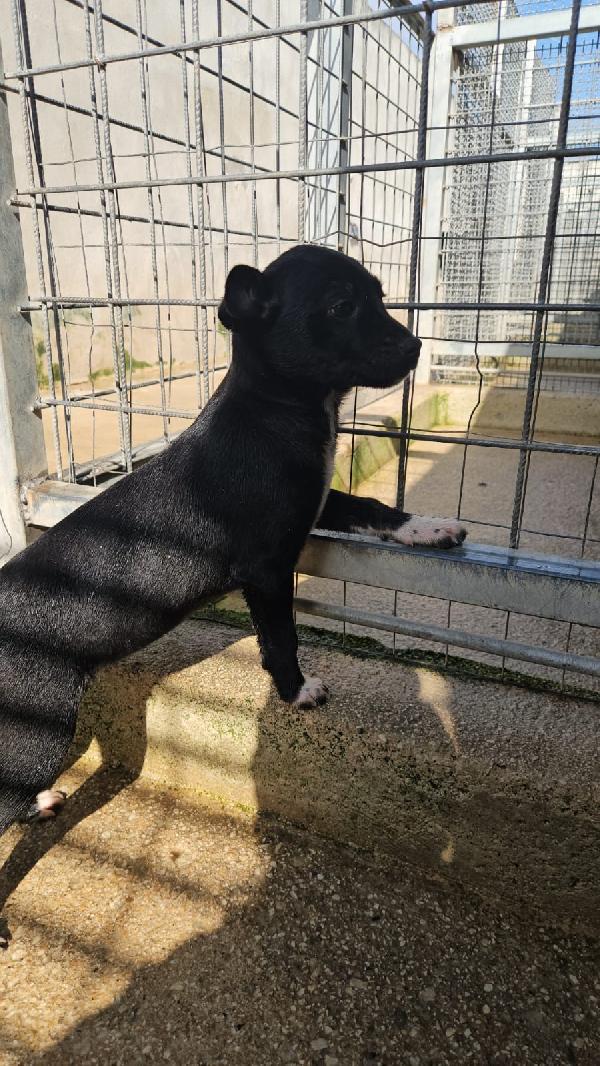 Corsica dolce splendida cucciolina cerca casa  Foto 2