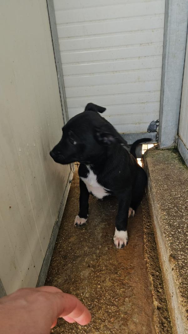 Corsica dolce splendida cucciolina cerca casa  Foto 3