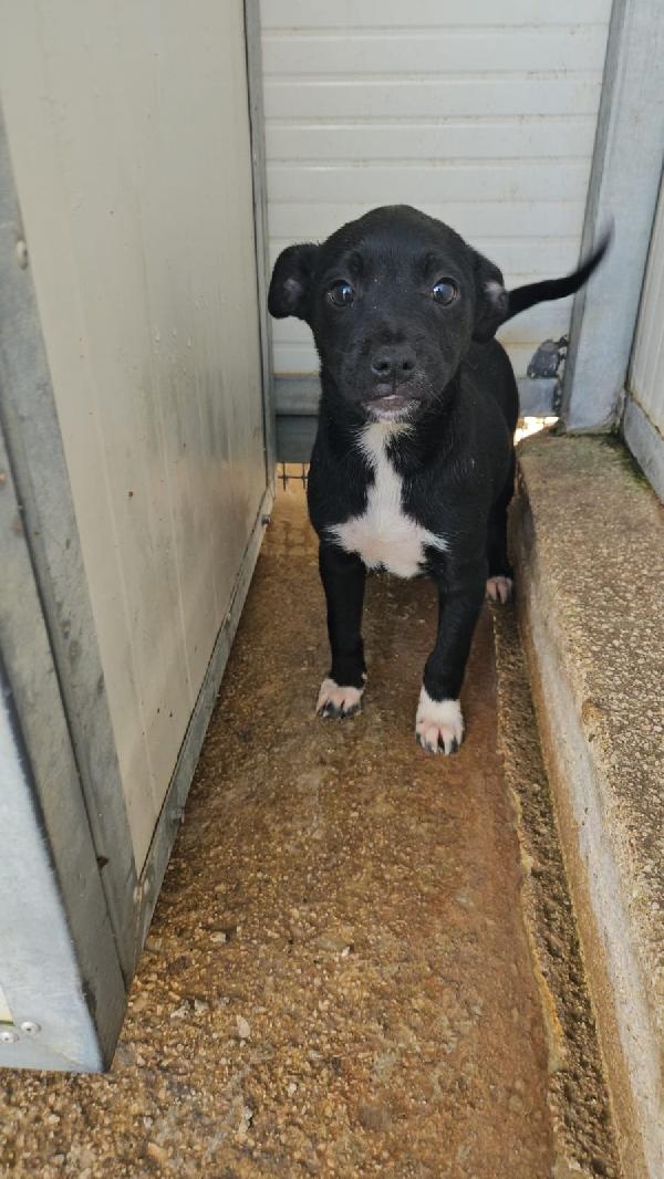 Corsica dolce splendida cucciolina cerca casa  Foto 4