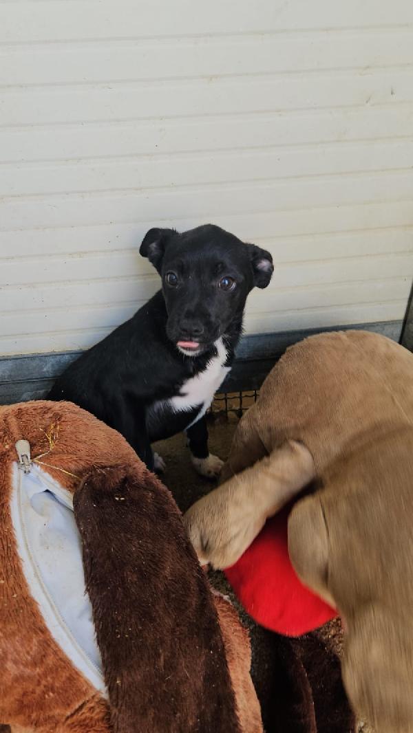 Corsica dolce splendida cucciolina cerca casa  Foto 5