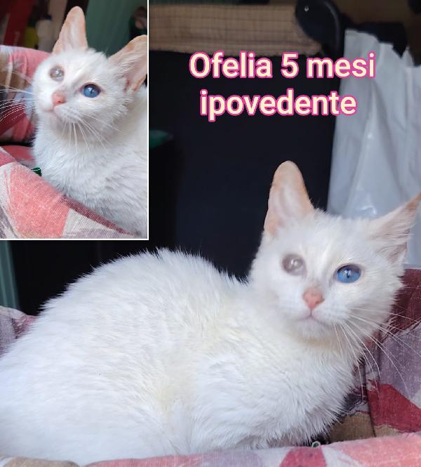 Miciottini Bellissimi