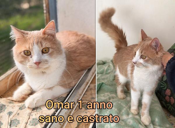 Miciottini bellissimi Foto 3