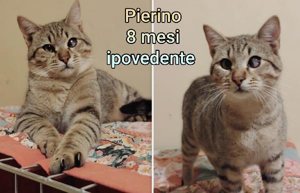 Miciottini bellissimi Foto 4