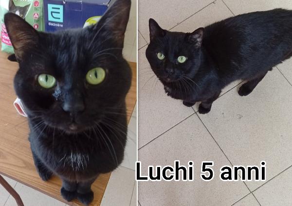 Miciottini bellissimi Foto 5