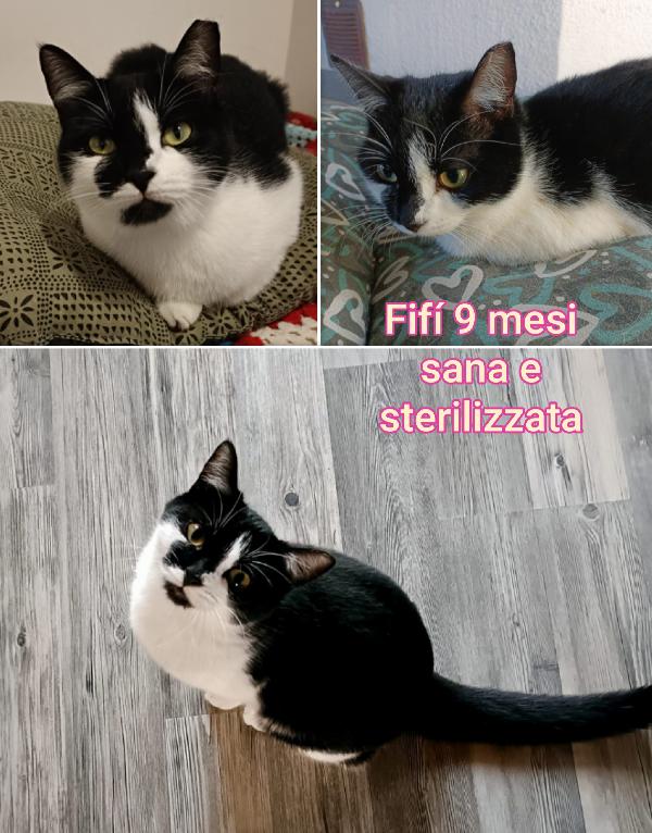 Miciottini bellissimi Foto 6