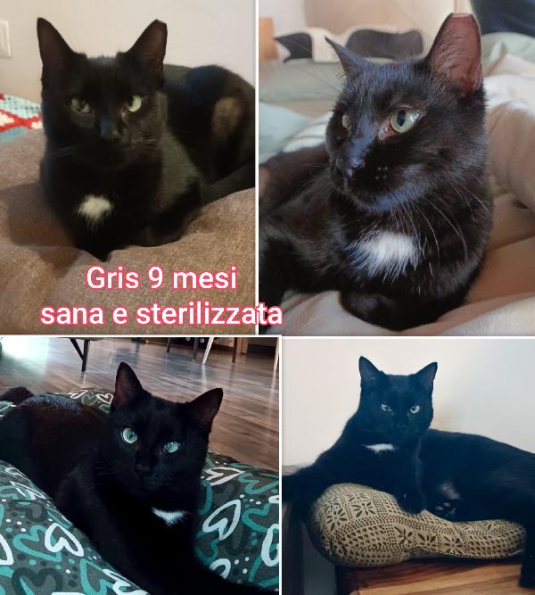 Miciottini bellissimi Foto 7