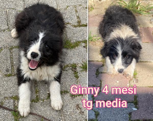 Emergenza cuccioli! Foto 2