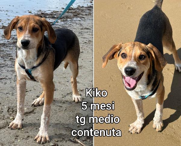 Emergenza cuccioli! Foto 3