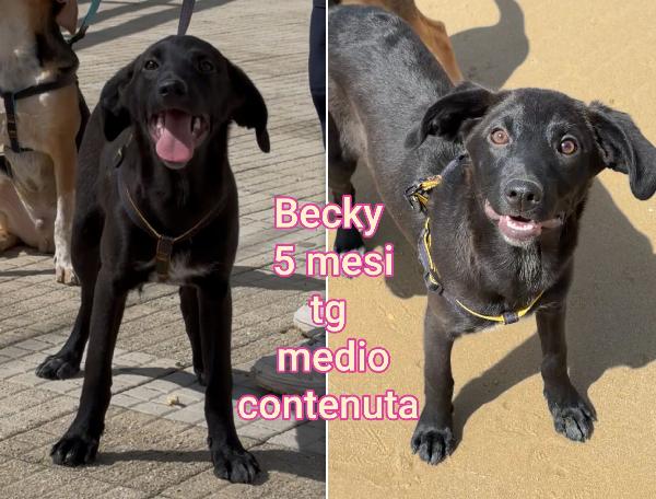 Emergenza cuccioli! Foto 4