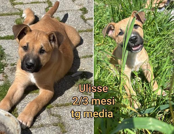 Emergenza cuccioli! Foto 6