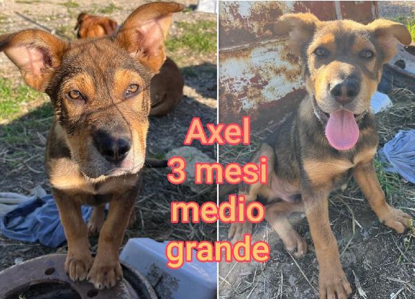 Emergenza cuccioli! Foto 7