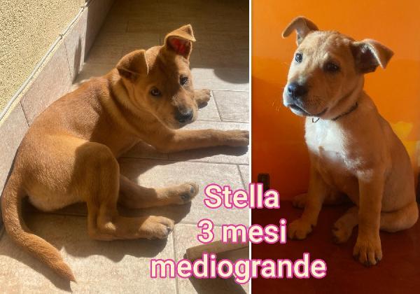 Emergenza cuccioli! Foto 9