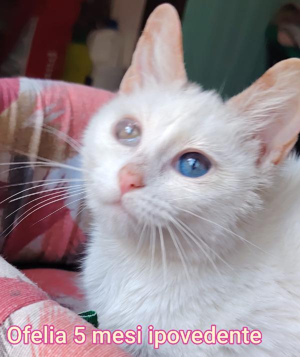 Siamo Sommerse Dai Gattini 