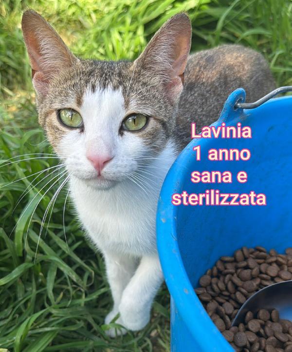 Siamo sommerse dai gattini  Foto 2