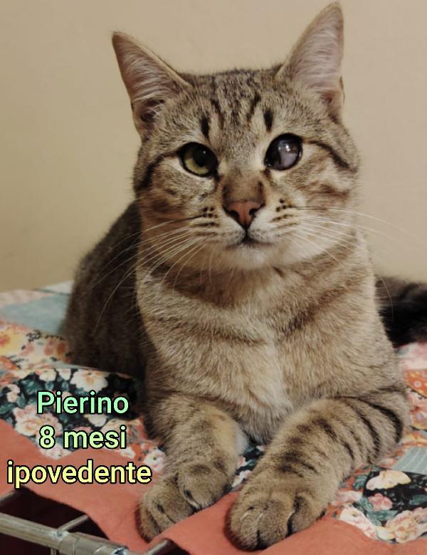 Siamo sommerse dai gattini  Foto 3