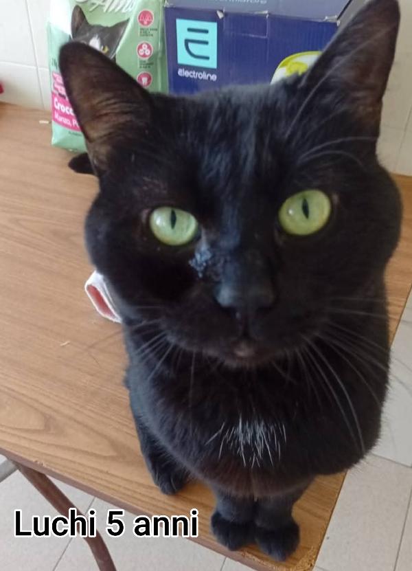 Siamo sommerse dai gattini  Foto 4