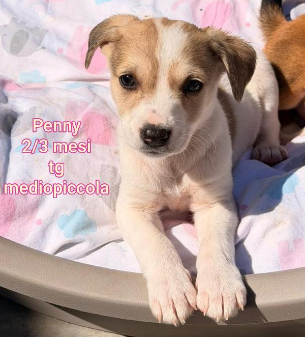 2 Mesi: Cuccioli Abbandonati 