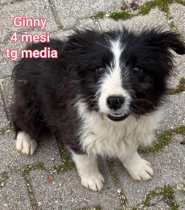 2 mesi: cuccioli abbandonati  Foto 2