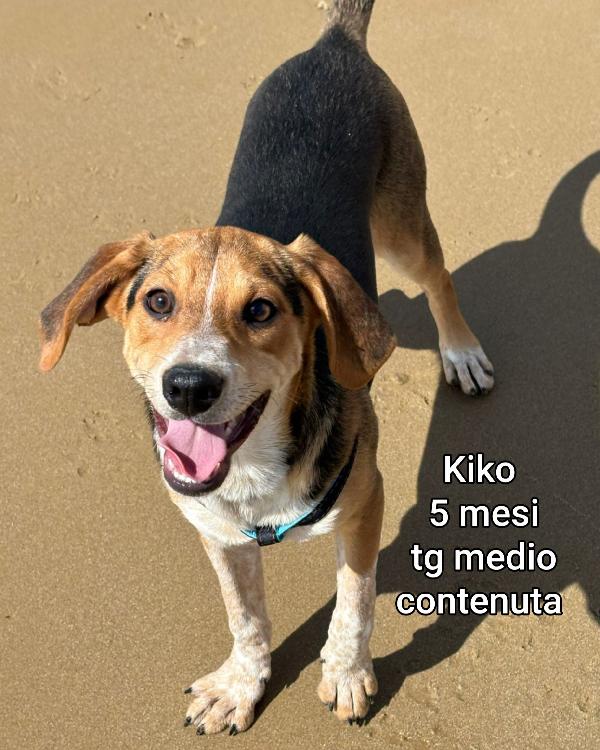 2 mesi: cuccioli abbandonati  Foto 3