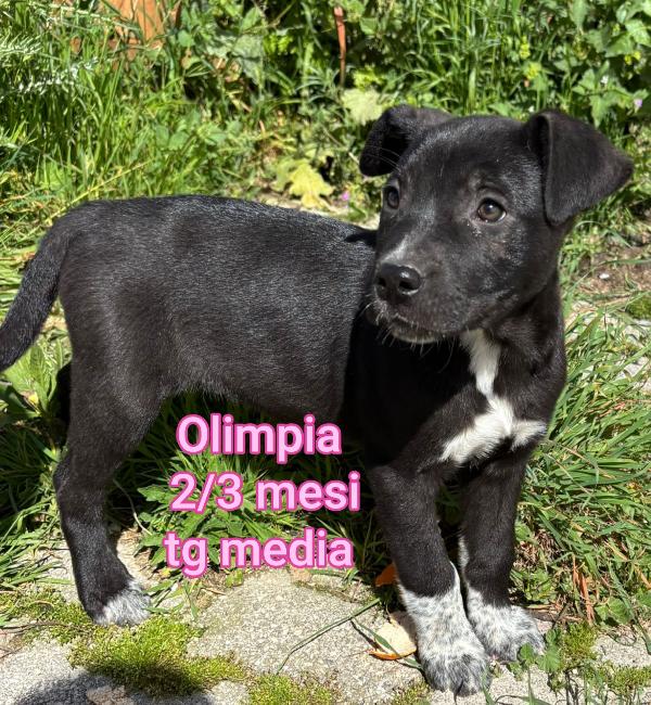 2 mesi: cuccioli abbandonati  Foto 6