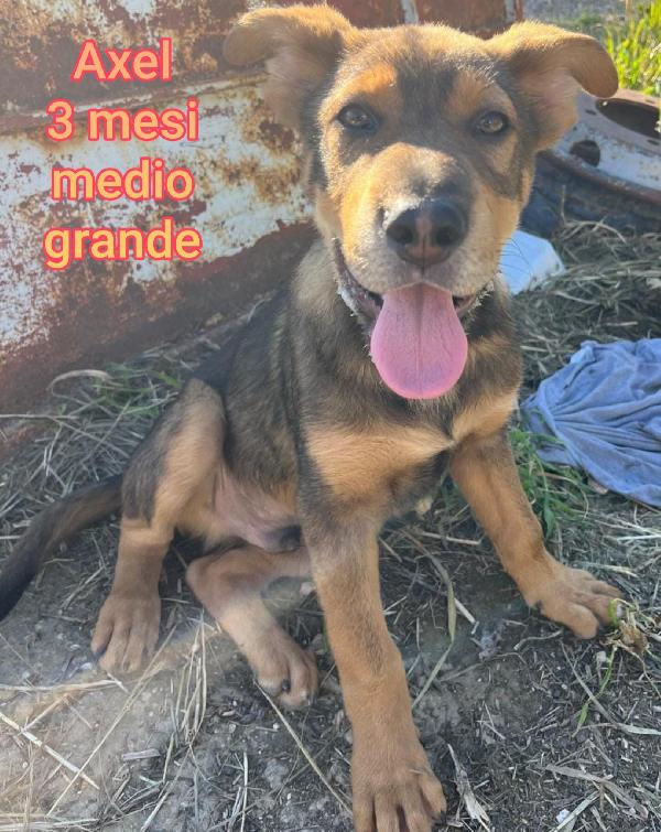 2 mesi: cuccioli abbandonati  Foto 7