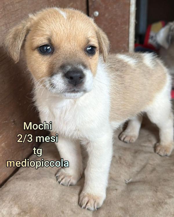 2 mesi: cuccioli abbandonati  Foto 8