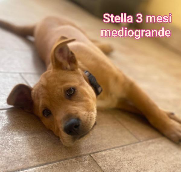 2 mesi: cuccioli abbandonati  Foto 9