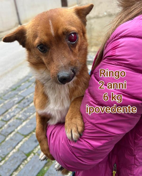 Adozioni Taglie Piccoline 