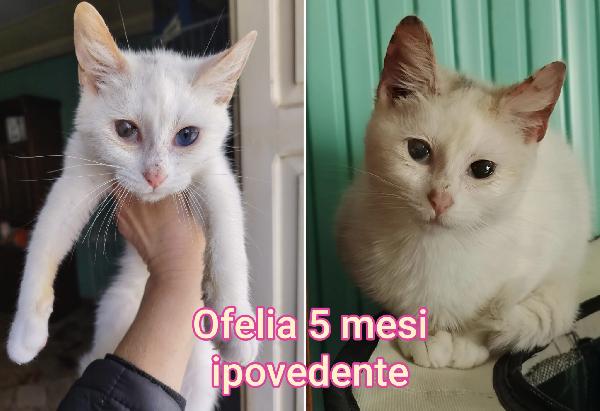 Micini cercano casa e amore Foto 3