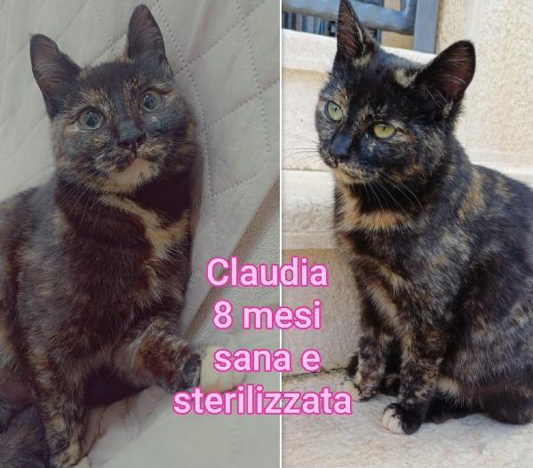 Micini cercano casa e amore Foto 4