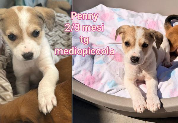 Cuccioli Buttati A Morire