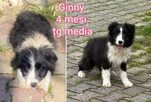 Cuccioli buttati a morire Foto 2