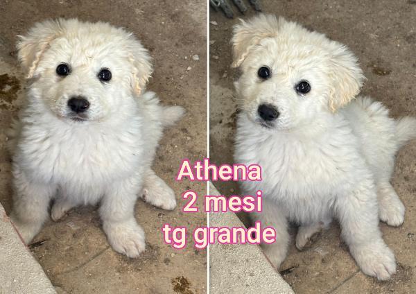 Cuccioli buttati a morire Foto 4